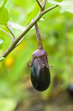Patlıcan meyve bahçede büyüyen