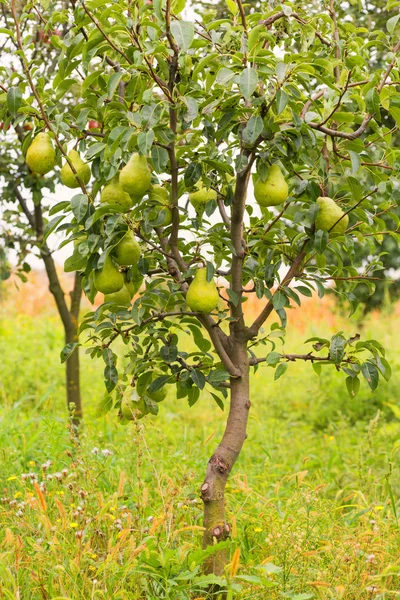 Kleiner Birnbaum gefüllt mit Früchten. — Stockfoto