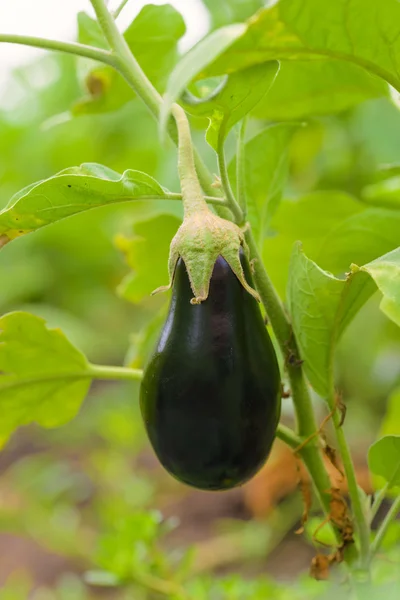 Eggplant fruit growing in the garden — Stock Photo, Image