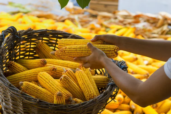Mãos humanas segurando milho após a colheita — Fotografia de Stock