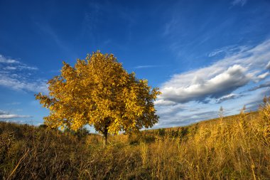 Sonbahar renkleri ceviz ağacı