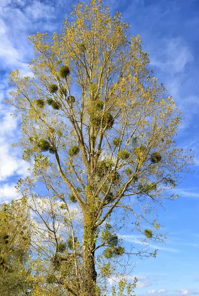 Mistletoe (album Viscum) peupliers en automne — Photo