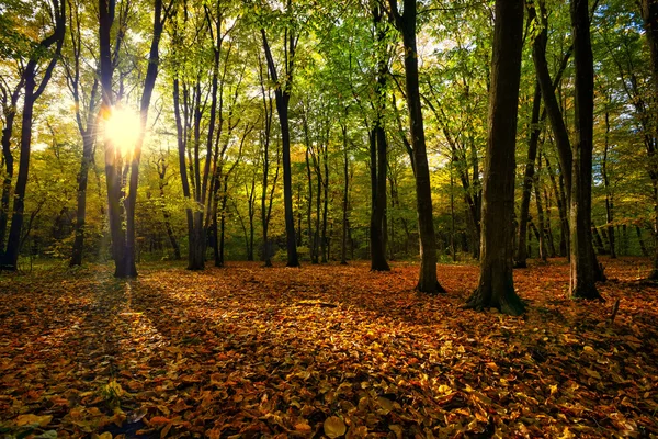 Όμορφο τοπίο δάσος φθινόπωρο — Φωτογραφία Αρχείου