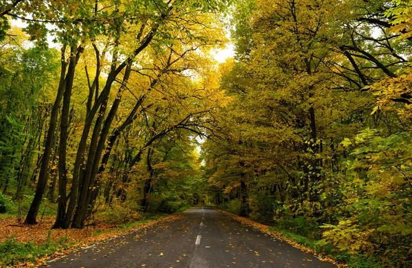 Straße im Herbstwald — Stockfoto