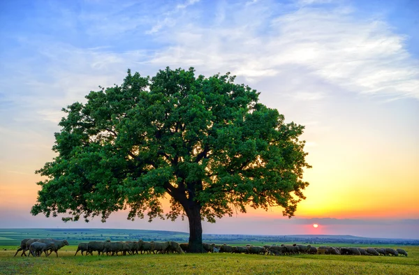 Ovelhas perto de um carvalho velho no pôr do sol — Fotografia de Stock