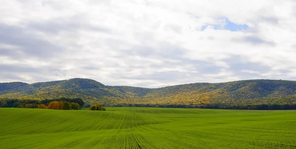 Unga vete fält och berg i bakgrunden — Stockfoto