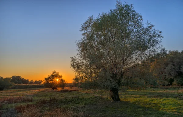 Puut auringonlaskun aikaan — kuvapankkivalokuva
