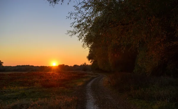 Lesní cesta při západu slunce — Stock fotografie