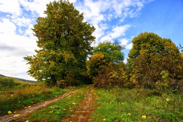 Vägen i skogen på hösten — Stockfoto