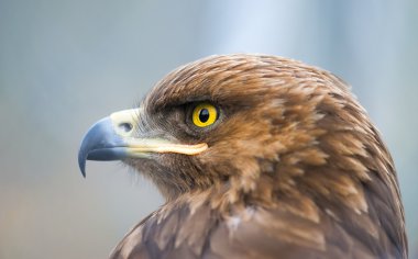 Kuşları - Aquila pomarina - daha az lekeli kartal