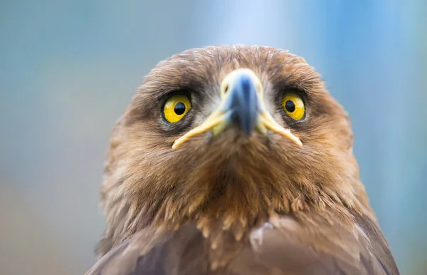 Birds of prey - Aquila pomarina - Lesser Spotted Eagle — Stock Photo, Image