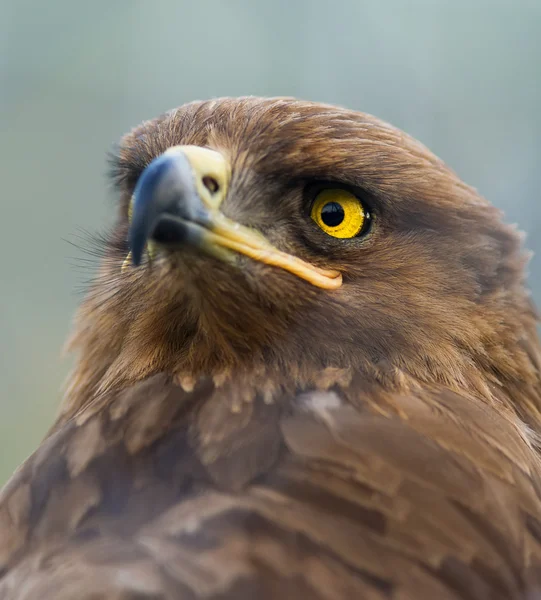 Aves de rapiña - Aquila pomarina cautiva - Águila manchada menor — Foto de Stock