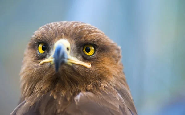 A ragadozó madarak - kötött Aquila pomarina - békászó sas — Stock Fotó