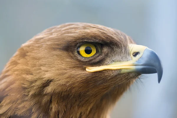 Хижі птахи - полонянка Aquila pomarina - менш плямистий орел — стокове фото
