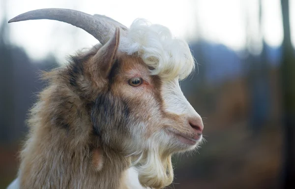 Пухнастий вітчизняний козел з кучерявим волоссям у зоопарку — стокове фото
