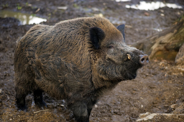 wild boar at the zoo