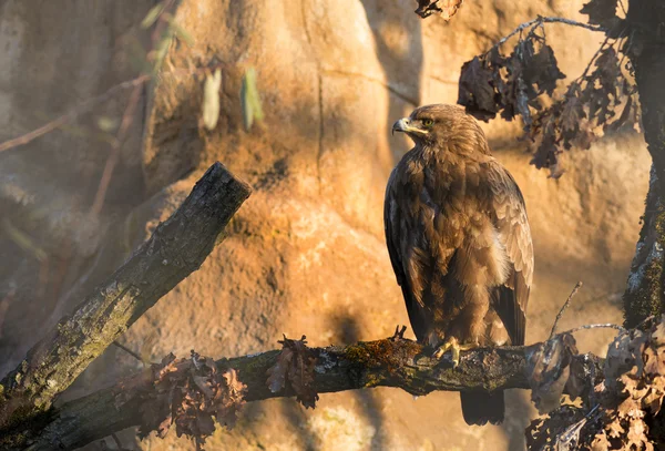 Birds of prey - Aquila pomarina - mindere Spotted Eagle — Stockfoto