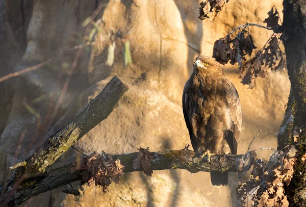 Aves de rapiña - Aquila pomarina - Águila manchada menor — Foto de Stock