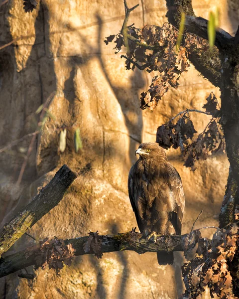 Birds of prey - Aquila pomarina - Lesser Spotted Eagle — Stock Photo, Image