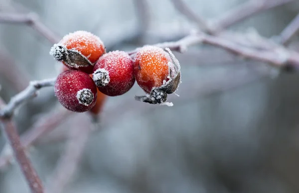 Rosa mosqueta congelada cubierta de hielo —  Fotos de Stock