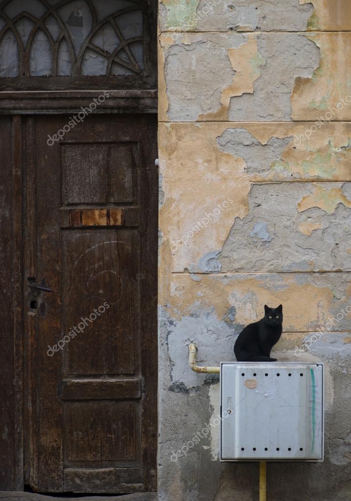 Adult Building Buildings Cat Cats Door Doors Felines