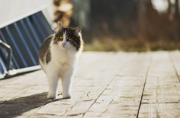 Nahaufnahme einer Katze, die auf einer Holzplanke sitzt — Stockfoto