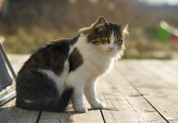 Primo piano di un gatto seduto su una tavola di legno — Foto Stock