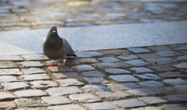Güvercinler Piata Sfatului'deki - Konseyi Square Downtown Brasov, Transilvanya, yakın çekim