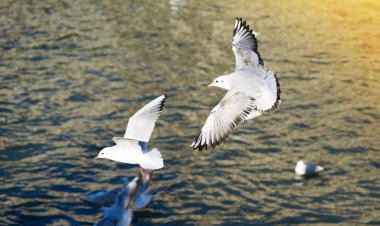 Su üzerinde uçan martı