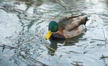 Nehir yüzeyi yaban ördeği