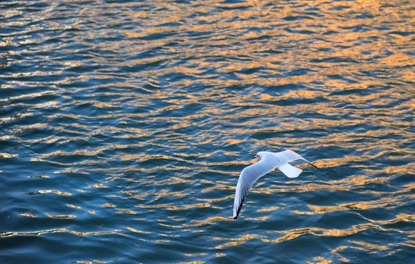 Flying seagull over the water — Stock Photo, Image
