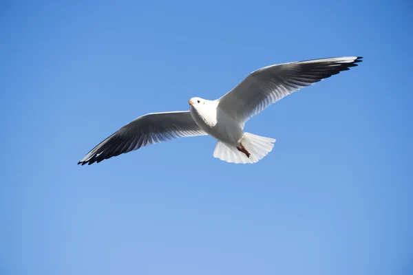 Летающая чайка над водой — стоковое фото