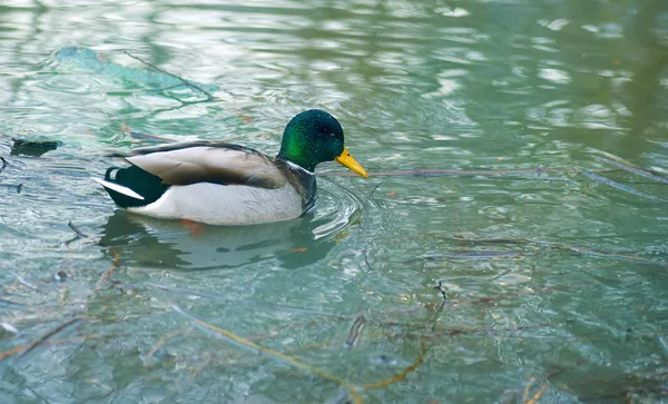 Pato salvaje en la superficie del río —  Fotos de Stock