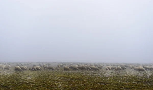 Moutons sur une prairie verte brumeuse — Photo