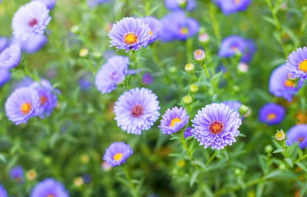 Дикие фиолетовые цветы в поле — стоковое фото