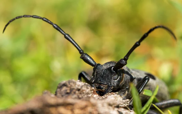 Morimus funereu pobyt na skale — Zdjęcie stockowe