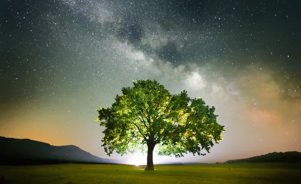 Árbol solitario en el campo bajo la galaxia Vía Láctea, Dobrogea, Rumania — Foto de Stock