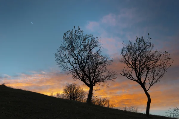 Dva prázdné stromy v době západu slunce — Stock fotografie