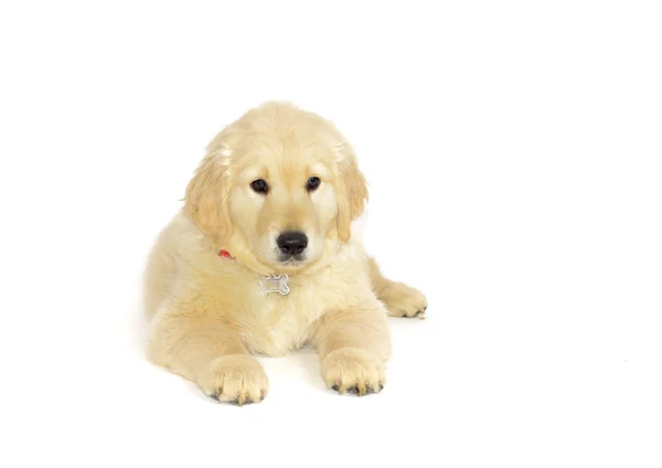 Golden retriever cachorro deitado e olhando para a câmera isolada no branco — Fotografia de Stock