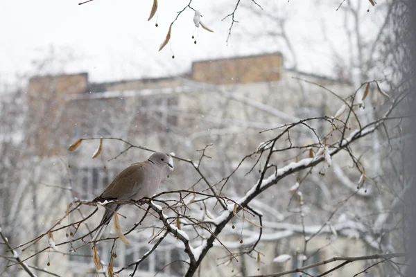 Paloma en un árbol en un día de invierno — Foto de Stock