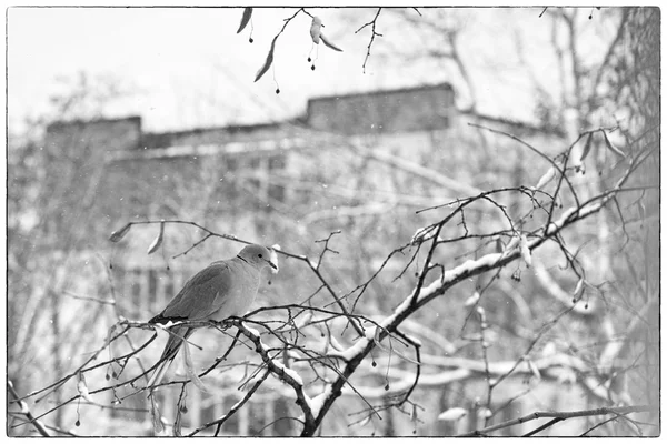 Negro y con foto de una paloma en un árbol en un día de invierno — Foto de Stock