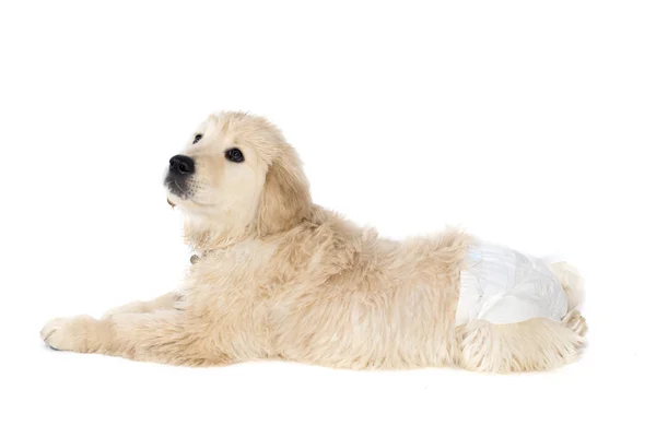 Golden retriever filhote de cachorro em fraldas para cães olha para baixo. Isolado em branco . — Fotografia de Stock