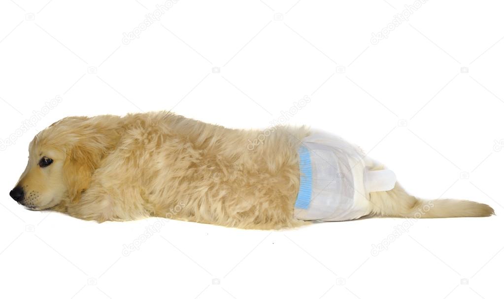 Golden top retriever diapers