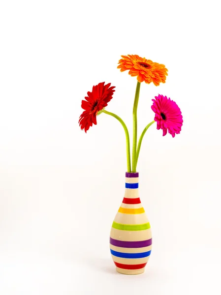 Gerbera flowers in a vase isolated — Stock Photo, Image