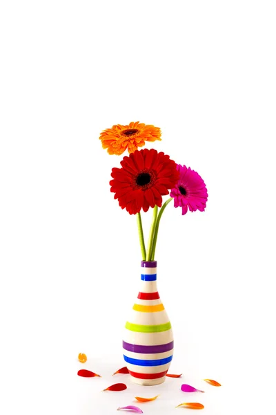 Flores de gerbera em um vaso isolado — Fotografia de Stock