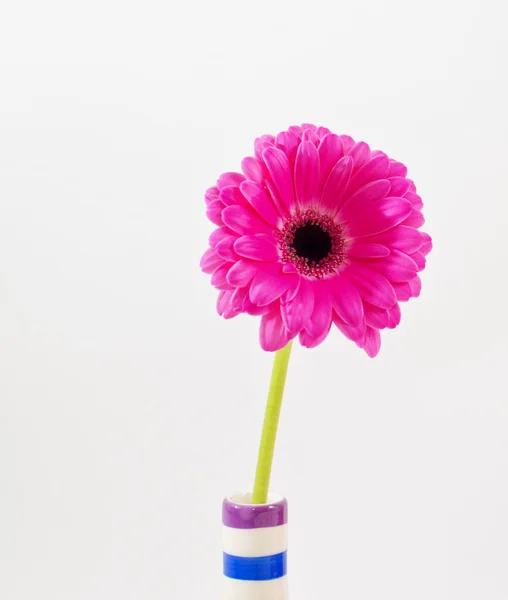 Flor de gerbera rosa em um vaso isolado — Fotografia de Stock