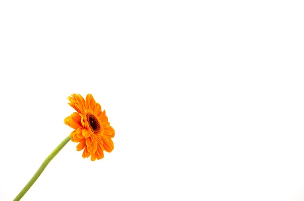 Beyaz izole turuncu gerbera — Stok fotoğraf