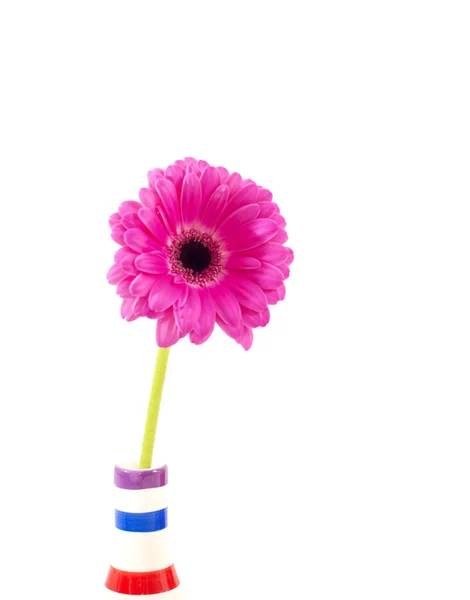 Flor de gerbera rosa em um vaso isolado — Fotografia de Stock