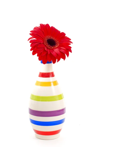 Flor de gerbera em um vaso isolado — Fotografia de Stock