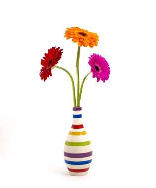 gerbera çiçekleri izole bir vazoda